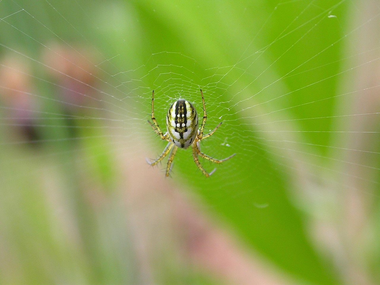 Mangora acalypha